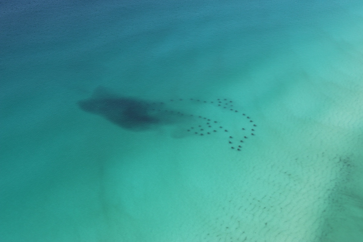 underwater art creates a dolphin shape under the gulf waters